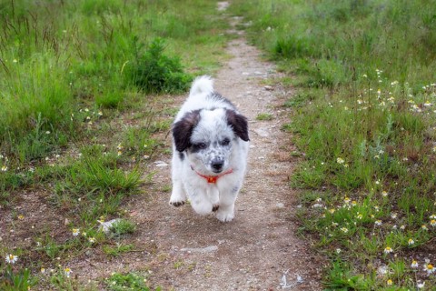 Cute white and black bulgarian shepherd dog puppy running