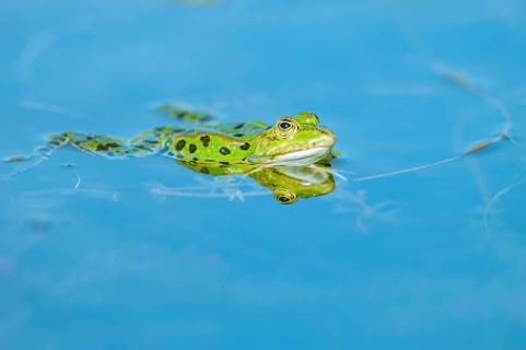 Marsh frog (Rana ridibunda) in a pond in spring. France