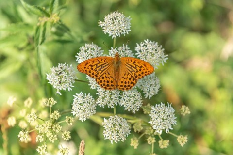 Silver-washed fritillary butterfly (Argynnis paphia) on a flower. Alsace, France, Europe