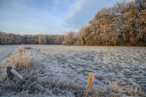 Frozen field with neighbouring forest, cool, wintry ambience, velen, North Rhine-Westphalia,