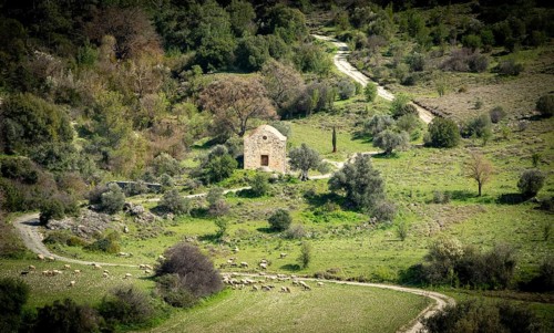 Ancient abandoned church in the forest. Farmland goats grazing. Paphos Cyprus