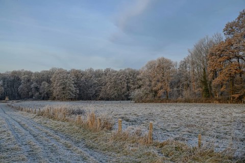Winter landscape with frost-covered fields and forest in the background, Velen, North
