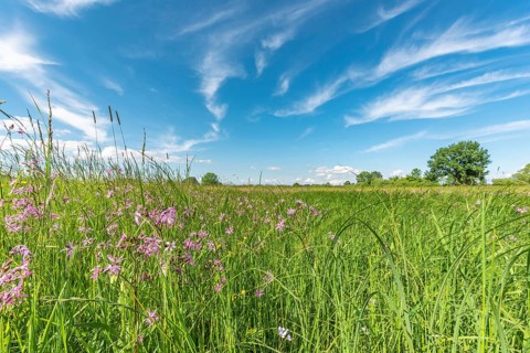 Natural meadow with pink spring flowers. Alsace, France, Europe
