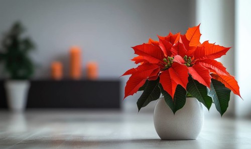 A red poinsettia plant is sitting in a white vase on a wooden table. The vase is placed in front of
