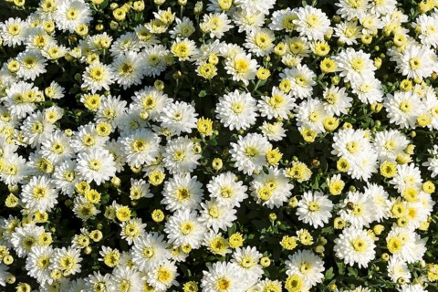 Background formed by beautiful blooming white chrysanthemums
