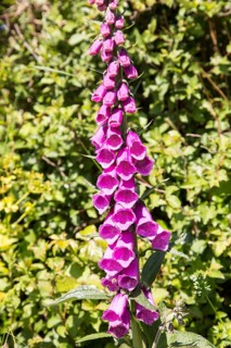 Common foxglove, Digitalis purpurea, in flower, Cornwall, England, UK