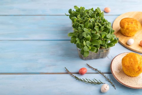 Homemade cakes with chocolate eggs and borage microgreen on a blue wooden background. side view,