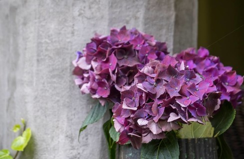 Vase with hydrangeas, North Rhine-Westphalia, Germany, Europe