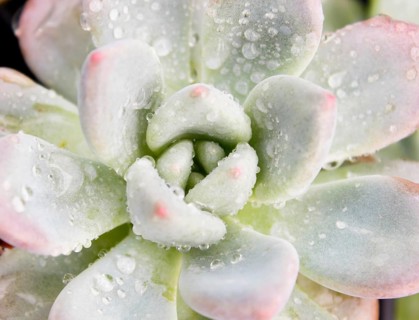 Beautiful succulent plant in greenhouse. Closeup, floral patterns, selective focus