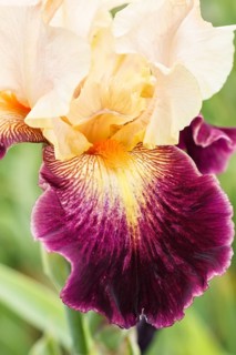 Beautiful multicolored iris flower bloom in the garden. Close up, fragility and summer concept
