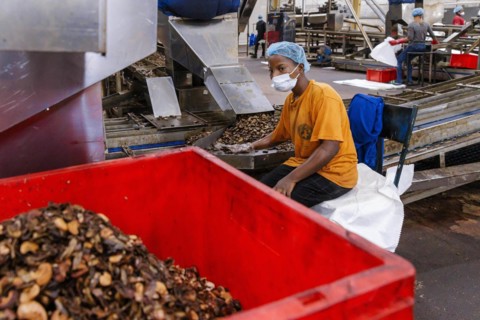KAJU, cashew factory. Employees picking out the whole nuts from the shells on a conveyor belt,