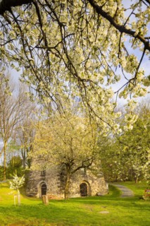 Fruit blossom near Maxen in the Eastern Ore Mountains at the historic lime kiln, Maxen, Saxony,