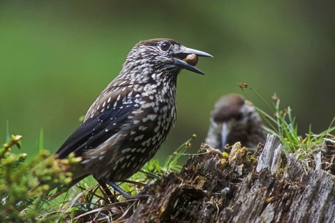 Spotted nutcracker, Eurasian nutcracker (Nucifraga caryocatactes) perched on tree stump with nut in