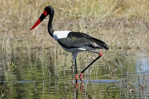Saddle-billed Stork (Ephippiorhynchus senegalensis) wading in swamp, Moremi National Park,