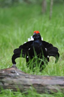 Black grouse (Tetrao tetrax) male displaying, Germany, Europe
