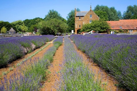 Lavender plants at Norfolk Lavender garden centre attraction, Heacham, Norfolk, England, United