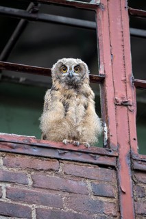 Eurasian eagle-owl (Bubo bubo), fledged young bird, in an old window frame, industrial building,