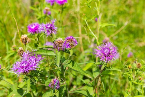 The knapweeds are a genus of plants in the subfamily Carduoideae within the family Asteraceae,