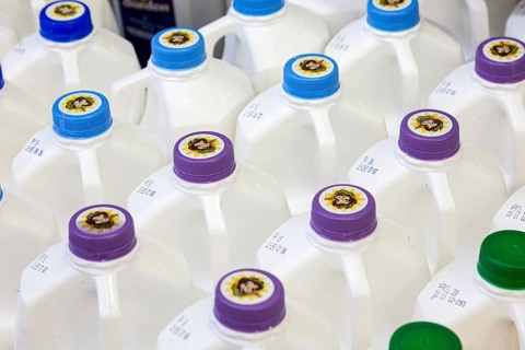 White milk bottles with purple and blue caps lined up in rows
