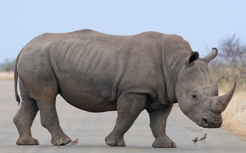 Southern white rhinoceros (Ceratotherium simum simum) surrounded by birds, adult male crossing the