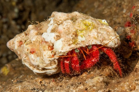 Red Striated hermit crab (Dardanus arrosor) walks with house made of shell from sea snail over