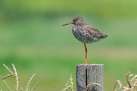 Common redshank (Tringa totanus) in breeding plumage perched on one leg on wooden fence pole along