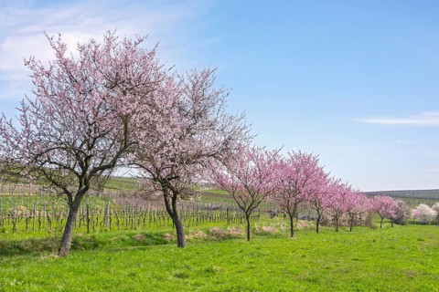 Almond tree (Prunus dulcis), Southern Palatinate, Palatinate, Rhineland-Palatinate, Germany, Europe