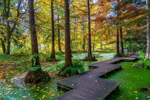 The Botanical Garden of the Ruhr University Bochum, in the district of Bochum-Querenburg, North