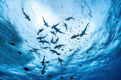 View of diver snorkeller from depth up to sea surface at water surface swimming pack swimming