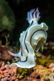 Nudibranch (Chromodoris lochi) Magnificent star slug Nudibranch, Pacific, Yap Island, Yap State,