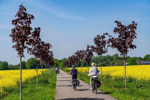 The avenue cycle path between Xanten and Marienbaum, Kalkar, on the Lower Rhine, former railway