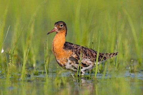 Ruff (Philomachus pugnax), male, Narew, Bialystok, Podlasie, Poland, Europe