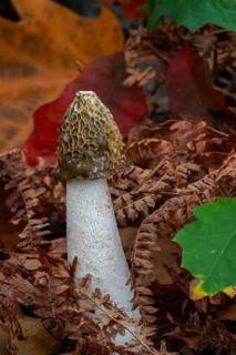 Common stinkhorn fungus (Phallus impudicus) in deciduous forest in autumn, fall