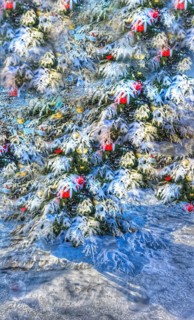 Christmas tree in the snow, Christmas tree, winter landscape, Christmas motif, Christmas, Christmas