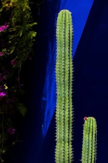 Majorelle Garden, botany, cactus, cacti, flora, plant, botany, tropical, climate, architecture,