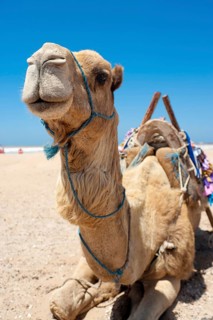 Dromedary (Camelus dromedarius), Arabian camel, camel riding, animal, farm animal, detail, funny,
