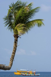 Sky-grown palm tree with longtail boats on the beach, crooked, crooked, island, holiday island,