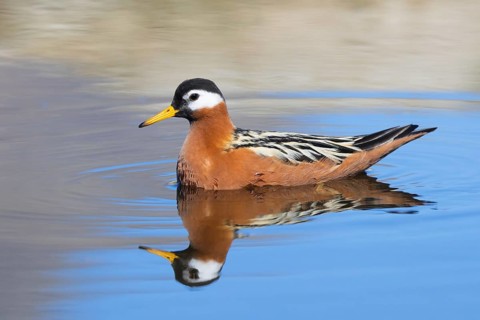 Red phalarope, grey phalarope (Phalaropus fulicarius, Tringa fulicaria) female in breeding plumage