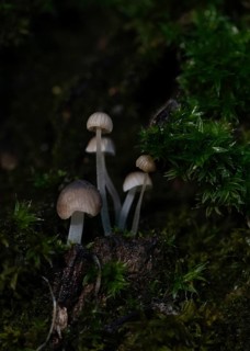 Fungi measuring just a few millimetres grow on a tree trunk covered with moss, macro photograph,