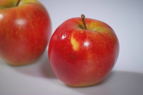 Europe, Germany, Lower Saxony, red apple, cultivation in the Altes Land near Hamburg, Malus, Europe