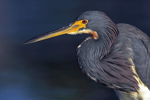 Tricolored heron (Egretta tricolor), foraging, Little Estero Lagoon, Sanibel Island, Florida, USA,