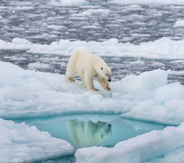 Polar bear (Ursus maritimus) on the pack ice at 82 degrees north reflected in the water, Svalbard