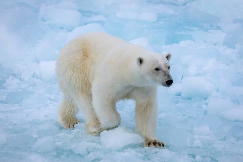 Polar bear (Ursus maritimus) on the pack ice at 82 degrees north, Spitsbergen Island, Svalbard and