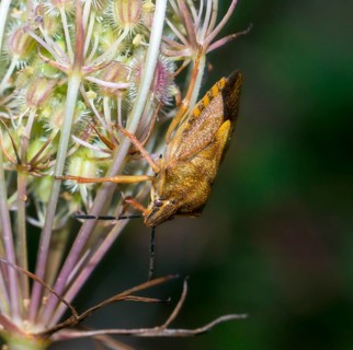 Tree bug species Carpocoris pudicus on fruit stand with prickly fruits, wild carrot (Daucus
