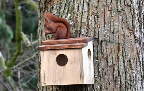 Squirrel (Sciurus) sits on sleeping house with a hazelnut on a lime tree and eats