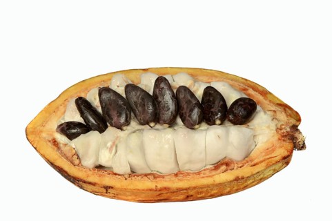 Cocoa tree (Theobroma cacao), halved cocoa fruit with pulp and cocoa beans