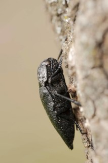 Peach jewel beetle (Capnodis tenebrionis), Provence, southern France