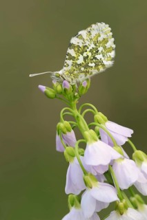 Orange tip (Anthocharis cardamines) on inflorescence of cuckoo flower (Cardamine pratensis), North
