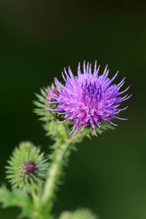 Common thistle (Cirsium vulgare, Cirsium lanceolatum), flowering, North Rhine-Westphalia, Germany,