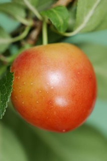 Myrobolane (Prunus cerasifera), fruit on the tree, North Rhine-Westphalia, Germany, Europe